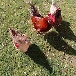 Au Relais Du Coq Hardi * Le Clerjus