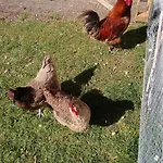 Au Relais Du Coq Hardi Privatunterkunft *