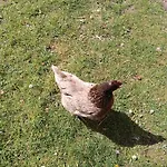 Au Relais Du Coq Hardi *
