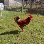 Au Relais Du Coq Hardi