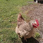 Au Relais Du Coq Hardi Le Clerjus