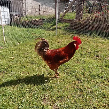 Au Relais Du Coq Hardi