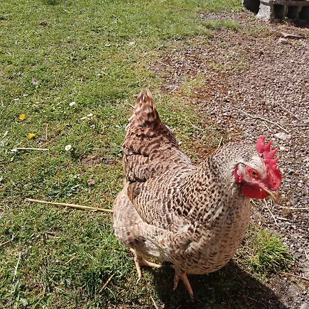 Au Relais Du Coq Hardi Le Clerjus